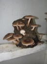 shiitake