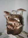 shiitake