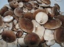 shiitake