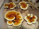 reishi